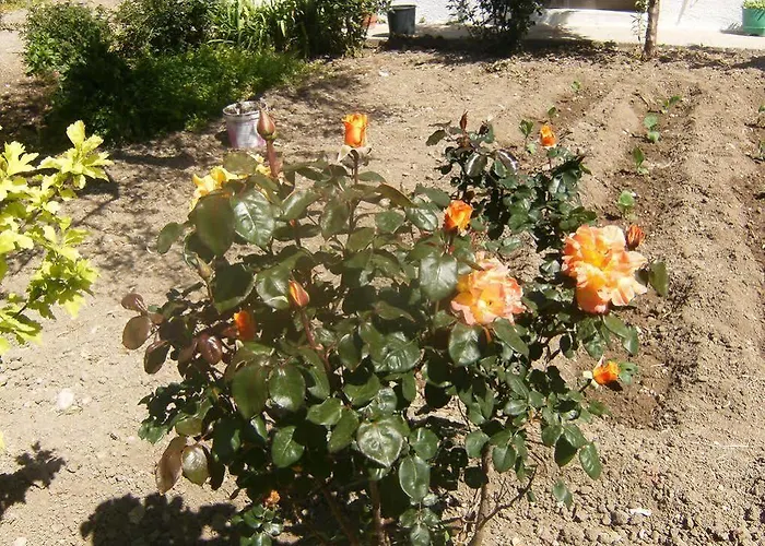 Zoi كولومبيا