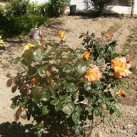 Zoi קולימביה